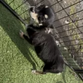 チワワ(ロング)【群馬県・女の子・2025年5月27日・ブラックタン&ホワイト】の写真9