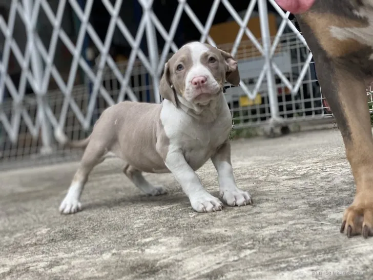 ID：2108-03522の子犬