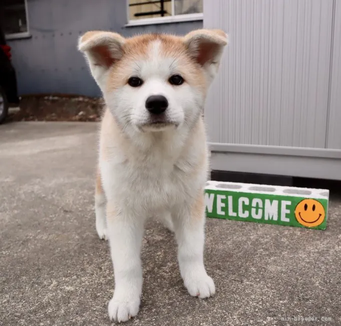 ID：2202-02304の子犬