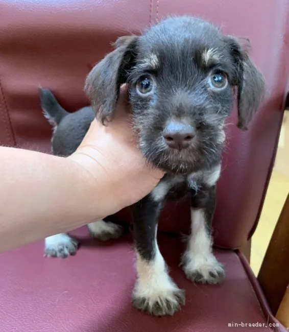 ID：1909-00797の子犬