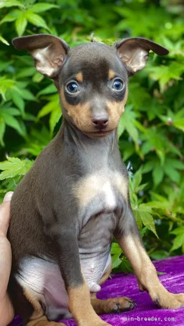 ID：2110-03280の子犬