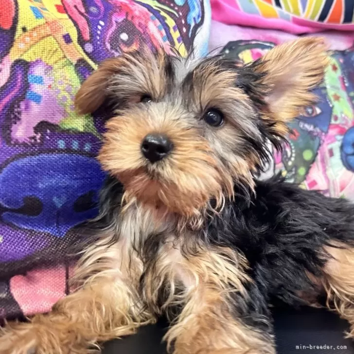 ID:2408-03511の子犬