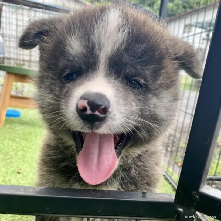 ID:2207-01483の子犬
