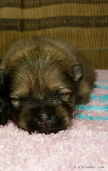 ID：1509-01603の子犬