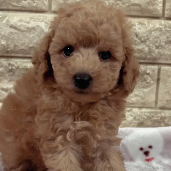 ID:2410-02848の子犬
