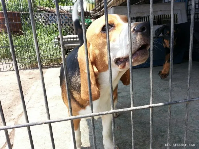 ID:1508-00419の子犬