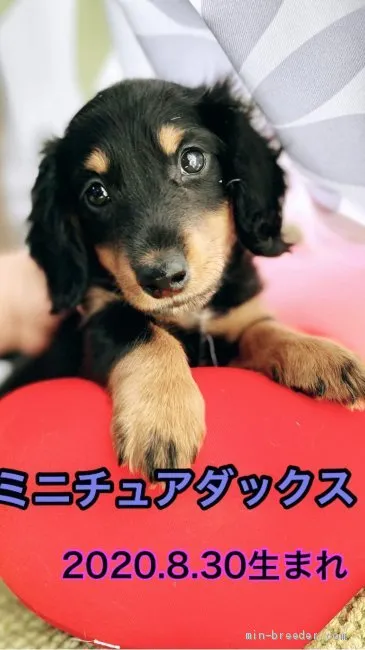 ID：2010-03302の子犬