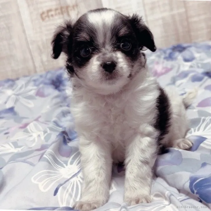 ID：2307-02899の子犬