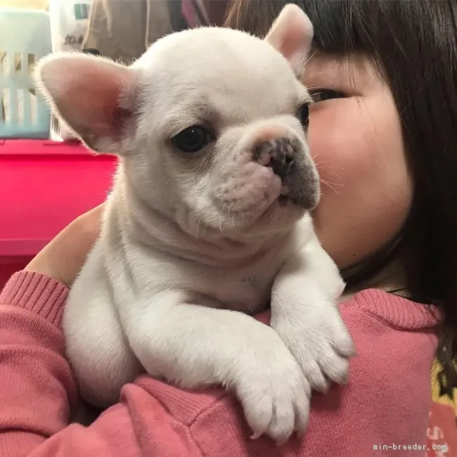 ID:1902-01034の子犬