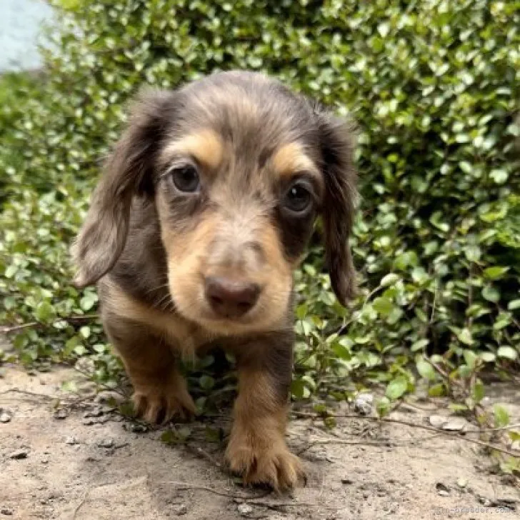 ID：2306-05991の子犬