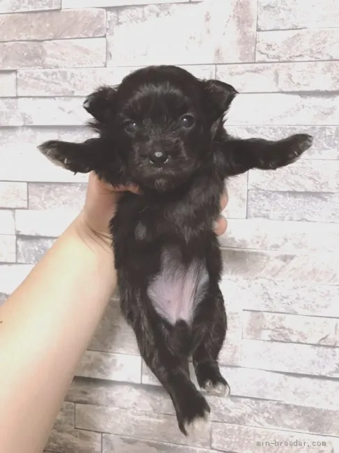 ID：1909-01111の子犬