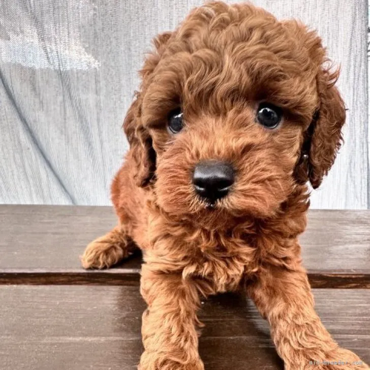 ID:2312-00070の子犬