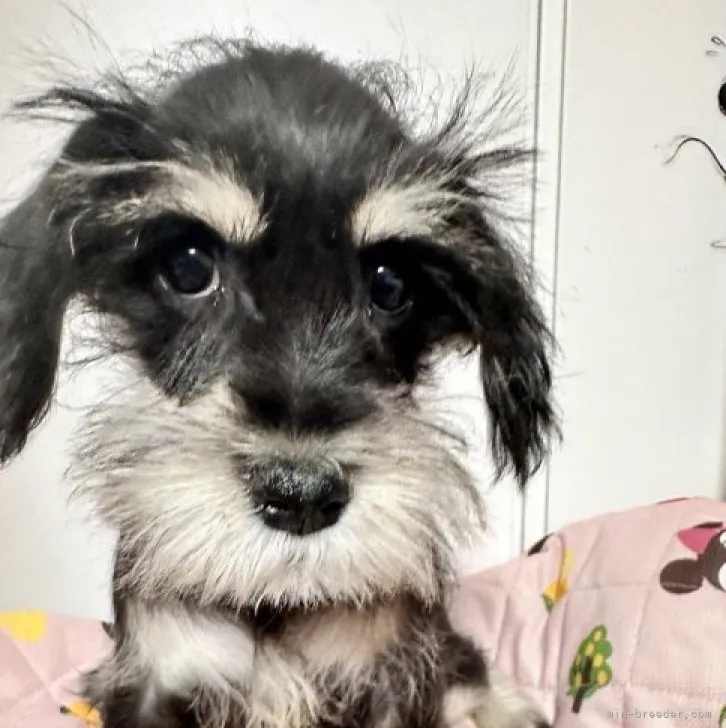 ID:2311-06264の子犬