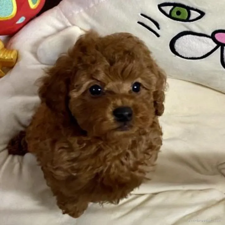 ID：2208-00131の子犬