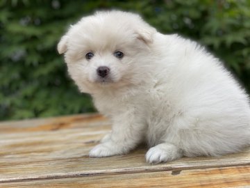 ポメラニアン【群馬県・男の子・2021年5月25日・クリーム】の写真「おっとりちゃん❤️」