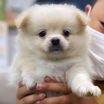 ポメラニアン【群馬県・男の子・2022年6月13日・クリーム】の写真「フワモコなポメくん💓」