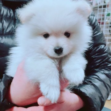 ポメラニアン【群馬県・男の子・2018年12月10日・クリーム】の写真「ふわもこなポメラニアンくん！」