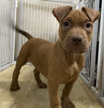 アメリカンピットブルテリア【群馬県・男の子・2021年9月27日・フォーン&ホワイト】の写真「フレンドリーな男の子❤️」