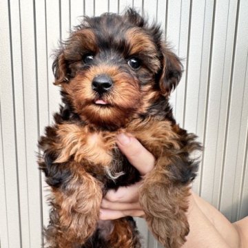 ヨークシャテリア×トイプードル【群馬県・男の子・2023年7月3日・スチールブルータン】の写真「フワモコの可愛い男の子♥️」