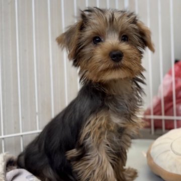 ヨークシャーテリア【群馬県・女の子・2023年4月25日・チョコタン】の写真「マイペースな女の子❣️小柄です！」