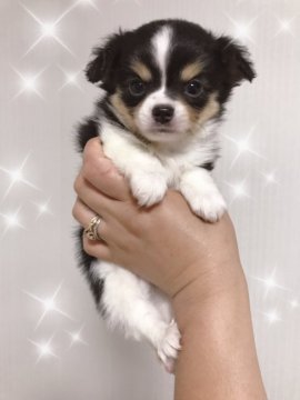 チワワ(ロング)【群馬県・男の子・2019年8月1日・フォーン&ホワイト】の写真「ブラック＆ホワイト」