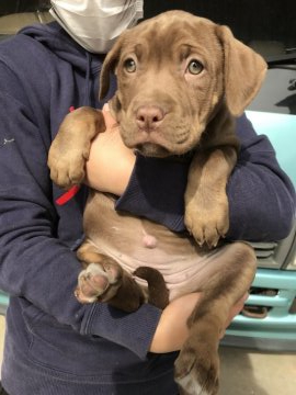 アメリカンピットブルテリア【群馬県・女の子・2019年12月5日・チョコタン&ホワイト】の写真「チョコレート系同士の子供達❤️」