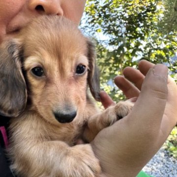 ミニチュアダックスフンド(ロング)【群馬県・男の子・2023年8月1日・レッド】の写真「おっとりくん❤️遺伝子検査両親DMクリア」