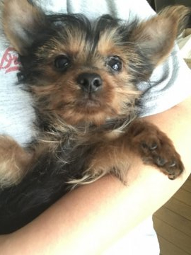 ヨークシャーテリア【群馬県・女の子・2019年7月29日・スティールブルー&タン】の写真「小ぶりな両親から生まれた娘たち！」