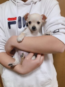 チワワ(スムース)【群馬県・男の子・2019年3月5日・クリーム】の写真「困った顔が可愛すぎます！！」