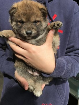 柴犬(豆柴)【群馬県・男の子・2019年12月31日・赤】の写真「両親遺伝子検査クリア」