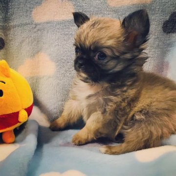 チワワ(ロング)【群馬県・男の子・2018年12月28日・フォーン&ホワイト】の写真「チワワ」