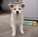 秋田犬【群馬県・女の子・2021年12月14日・赤】の写真1