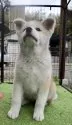秋田犬【群馬県・女の子・2021年12月14日・赤】の写真4
