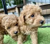 トイプードル(トイ)【群馬県・男の子・2022年6月14日・レッド】の写真4