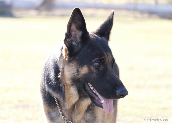 小森　裕二(こもり　ゆうじ)ブリーダー(茨城県・ジャーマン・シェパード・ドッグなど・JKC登録)の紹介写真2