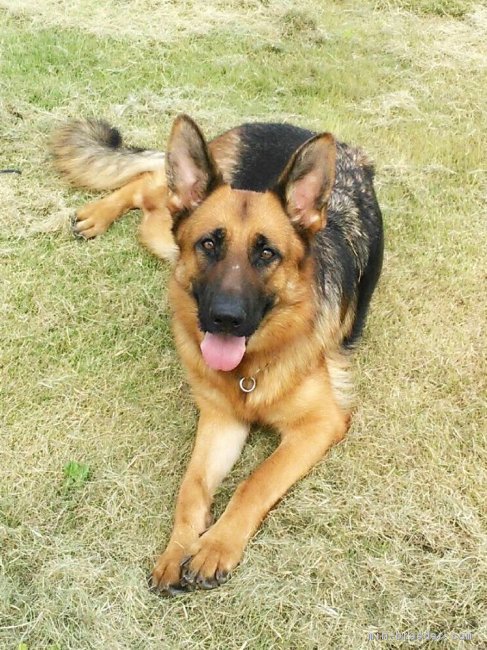 愛犬のシェパードです。｜小森　裕二(こもり　ゆうじ)ブリーダー(茨城県・ジャーマン・シェパード・ドッグなど・JKC登録)の紹介写真1