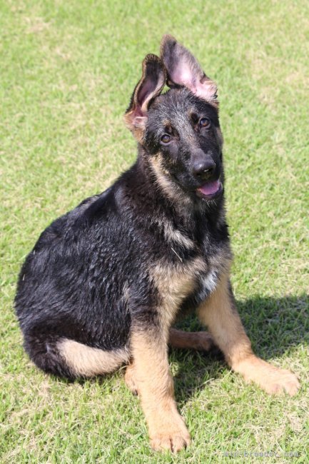 小森　裕二(こもり　ゆうじ)ブリーダー(茨城県・ジャーマン・シェパード・ドッグなど・JKC登録)の紹介写真6