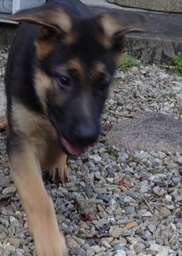 ジャーマン・シェパード・ドッグ【茨城県・男の子・2021年8月19日・ブラックタン】の写真「良血統！人懐っこい男の子♪」