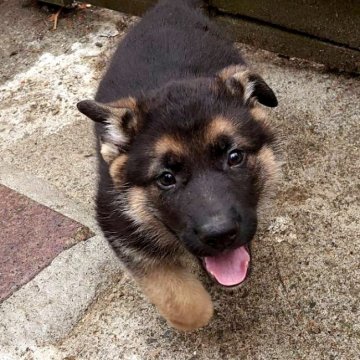 ジャーマン・シェパード・ドッグ【茨城県・男の子・2021年2月4日・ブラックタン】の写真「人懐っこい男の子♪」