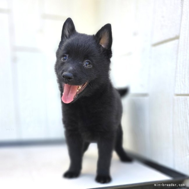 古谷毅ブリーダー