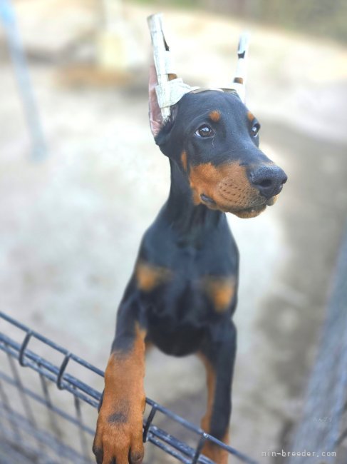 ヨーロッパタイプ ドーベルマン｜古谷　毅(こや　つよし)ブリーダー(茨城県・柴犬など・JKC登録)の紹介写真2