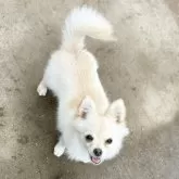 ポメチワ(チワワ×ポメラニアン)【茨城県・女の子・2025年6月1日・クリーム】の写真7