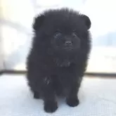 ポメラニアン【茨城県・男の子・2025年9月30日・ブラック(薄っらブラタンも見えます)】の写真7