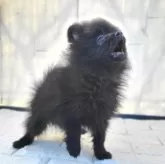 ポメラニアン【茨城県・男の子・2024年12月12日・ブラック】の写真5