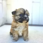 チーズー♥️(チワワ×シーズー)【茨城県・女の子・2025年10月5日・フォーン&ホワイト】の写真7