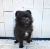 ポメラニアン【茨城県・男の子・2024年12月17日・ブラック】の写真8