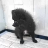 ポメラニアン【茨城県・男の子・2024年12月17日・ブラック】の写真6