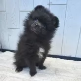 ポメラニアン【茨城県・男の子・2024年12月17日・ブラック】の写真12