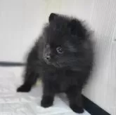 ポメラニアン【茨城県・男の子・2024年12月12日・ブラック】の写真14