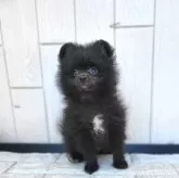 ポメラニアン【茨城県・男の子・2024年12月17日・ブラック】の写真11